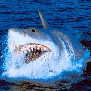 Bilder Der weiße Hai IV - Die Abrechnung