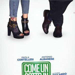 Bilder Come Un Gatto In Tangenziale