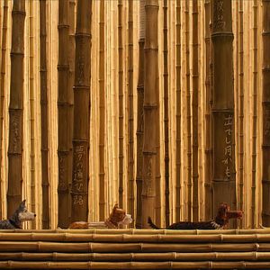 Bilder Isle of Dogs - Ataris Reise