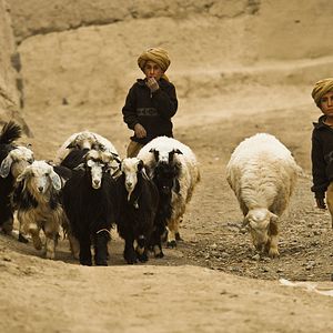 Bilder Wolf And Sheep