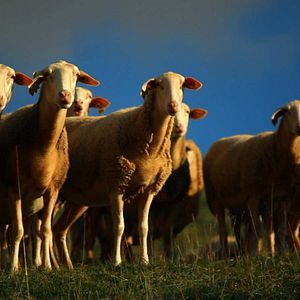 Bilder Les Cartes postales