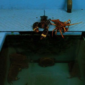 Bilder Les Cartes postales