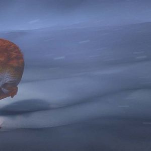 Bilder Ploey - Du fliegst niemals allein