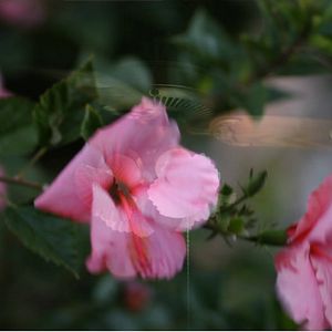 Bilder Entre dos orillas