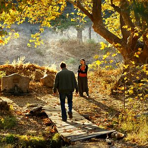 Bilder The Wild Pear Tree