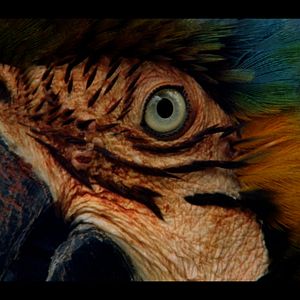 Bilder Chuva é Cantoria na Aldeia dos Mortos