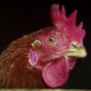 Bilder Aus einem Jahr der Nichtereignisse