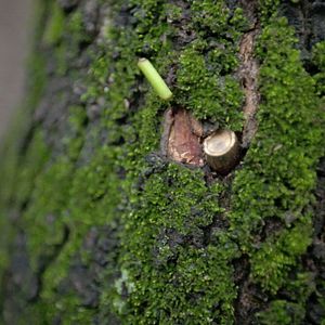 Bilder Auto de Resistência