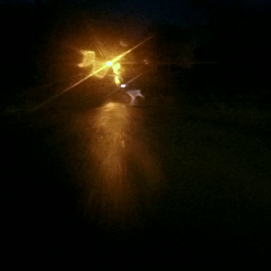 Bilder Animal Kingdom