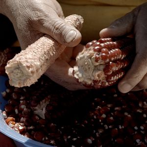 Bilder El Maíz en Tiempos de Guerra