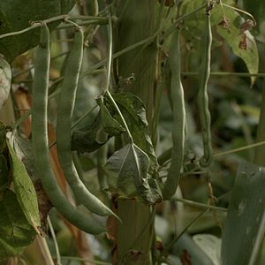 Bilder El Maíz en Tiempos de Guerra