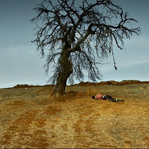 Bilder The Wild Pear Tree