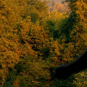 Bilder Journal d'un disparu