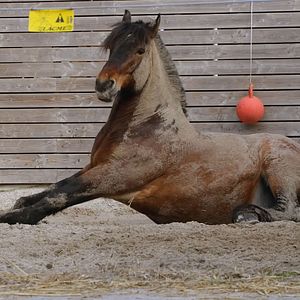 Bilder Grande-Synthe