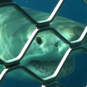 Bilder Open Water: Cage Dive