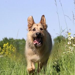 Bilder Racko - Ein Hund für alle Fälle