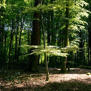 Bilder Le Temps des forêts
