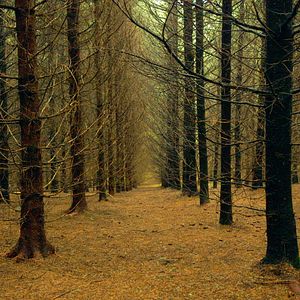 Bilder Le Temps des forêts