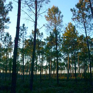 Bilder Le Temps des forêts