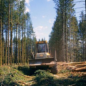 Bilder Le Temps des forêts