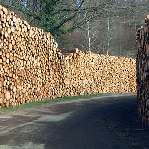 Bilder Le Temps des forêts