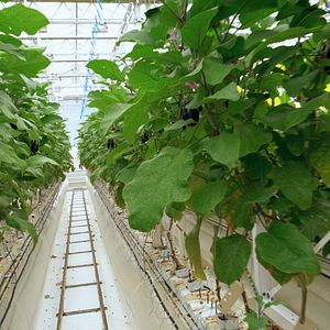 Bilder Was essen wir morgen?