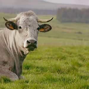 Bilder Was essen wir morgen?