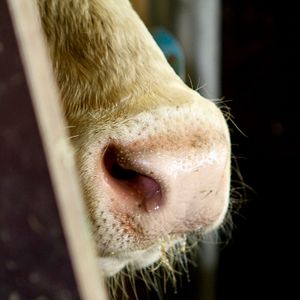 Bilder Was essen wir morgen?