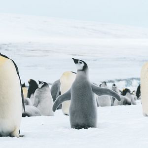 Bilder Projekt: Antarktis