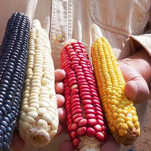 Bilder Unser Saatgut - Wir ernten, was wir säen