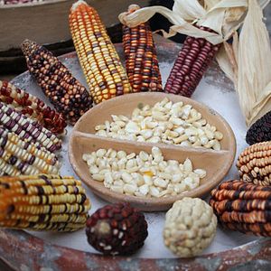 Bilder Unser Saatgut - Wir ernten, was wir säen