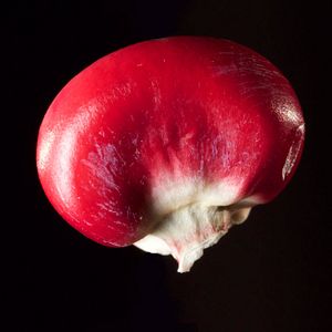 Bilder Unser Saatgut - Wir ernten, was wir säen