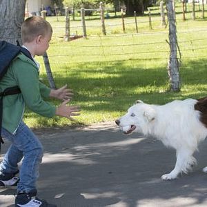 Bilder Pluto - Ein Schutzengel auf vier Pfoten
