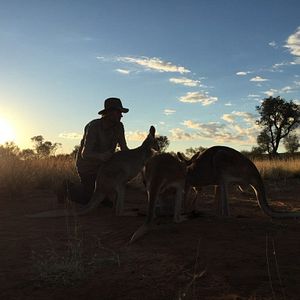 Bilder Kangaroo – A Love-Hate Story