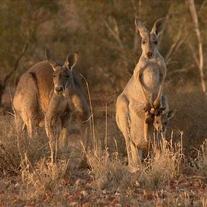 Bilder Kangaroo – A Love-Hate Story
