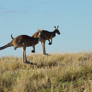 Bilder Kangaroo – A Love-Hate Story