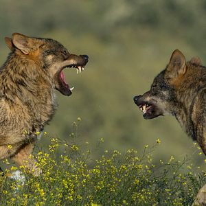 Bilder Barbacana, la huella del lobo