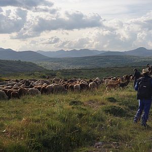Bilder Barbacana, la huella del lobo