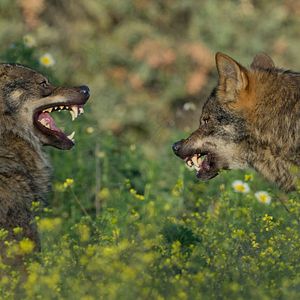 Bilder Barbacana, la huella del lobo
