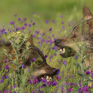 Bilder Barbacana, la huella del lobo