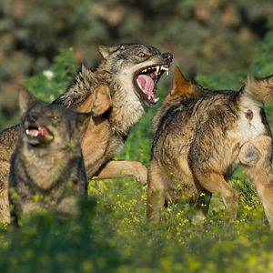 Bilder Barbacana, la huella del lobo