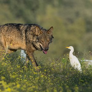 Bilder Barbacana, la huella del lobo