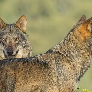 Bilder Barbacana, la huella del lobo