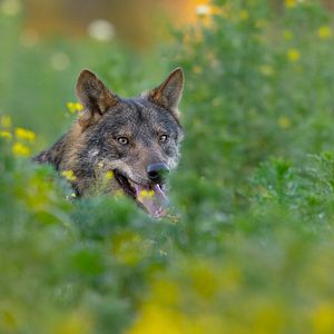 Bilder Barbacana, la huella del lobo
