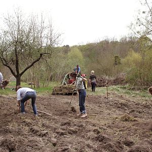 Bilder Von Bienen und Blumen