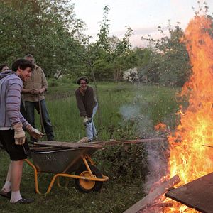 Bilder Von Bienen und Blumen