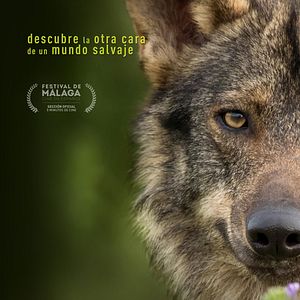 Bilder Barbacana, la huella del lobo