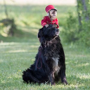 Bilder Rémi - sein größtes Abenteuer