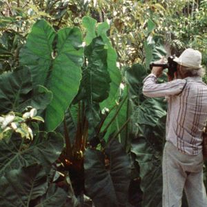 Bilder Frans Krajcberg: Manifesto