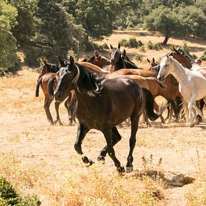 Bilder Ostwind 4 - Aris Ankunft